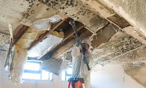 Best Emergency Mold Remediation  in New Bremen, OH